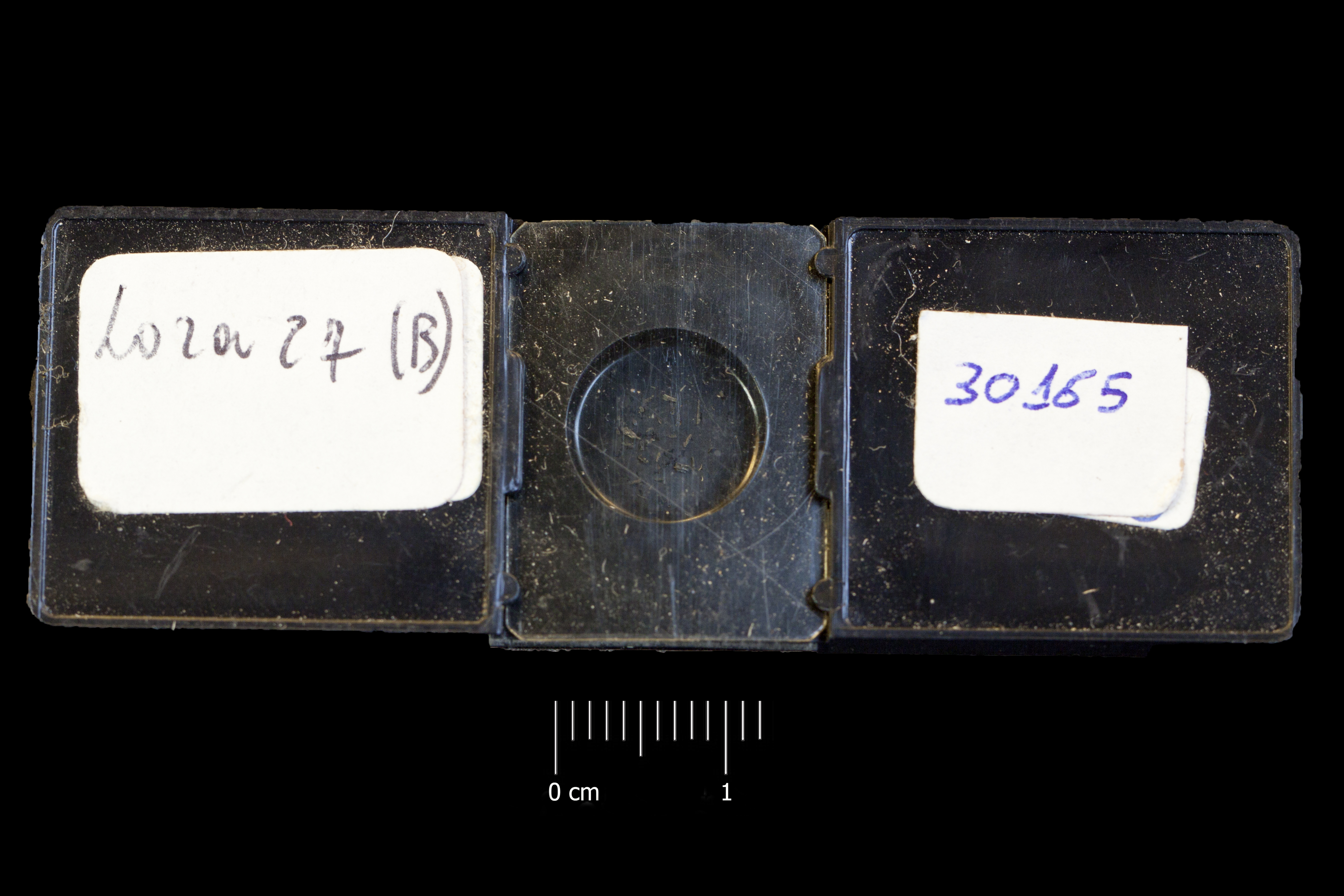 Preparato per microscopio (conodonte, associazione fossile)