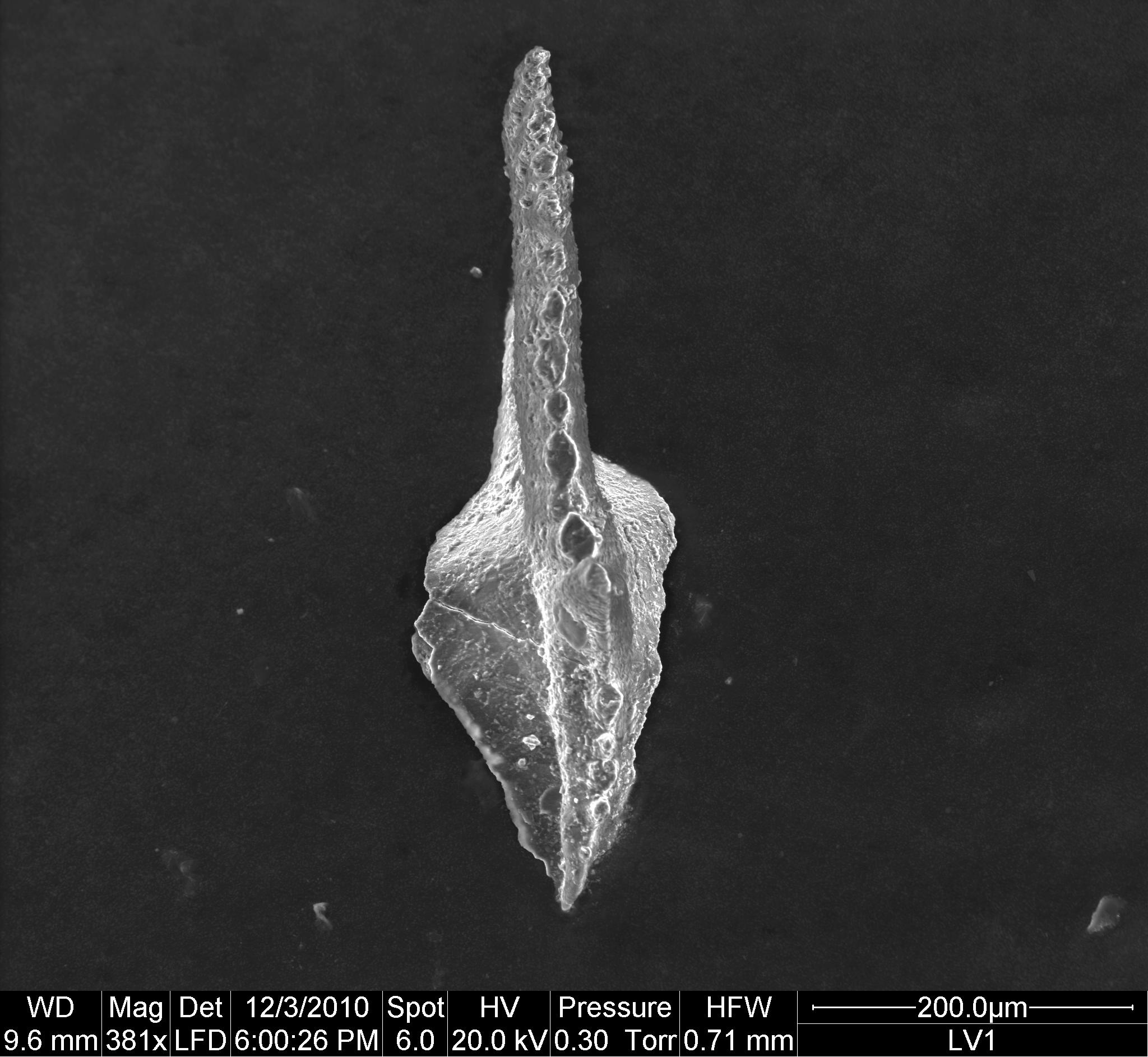 Preparato per microscopio (fossile, associazione fossile)