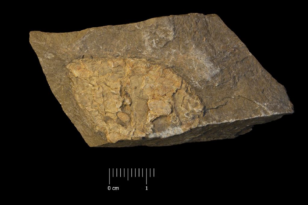 Fossile (invertebrato, esemplare)