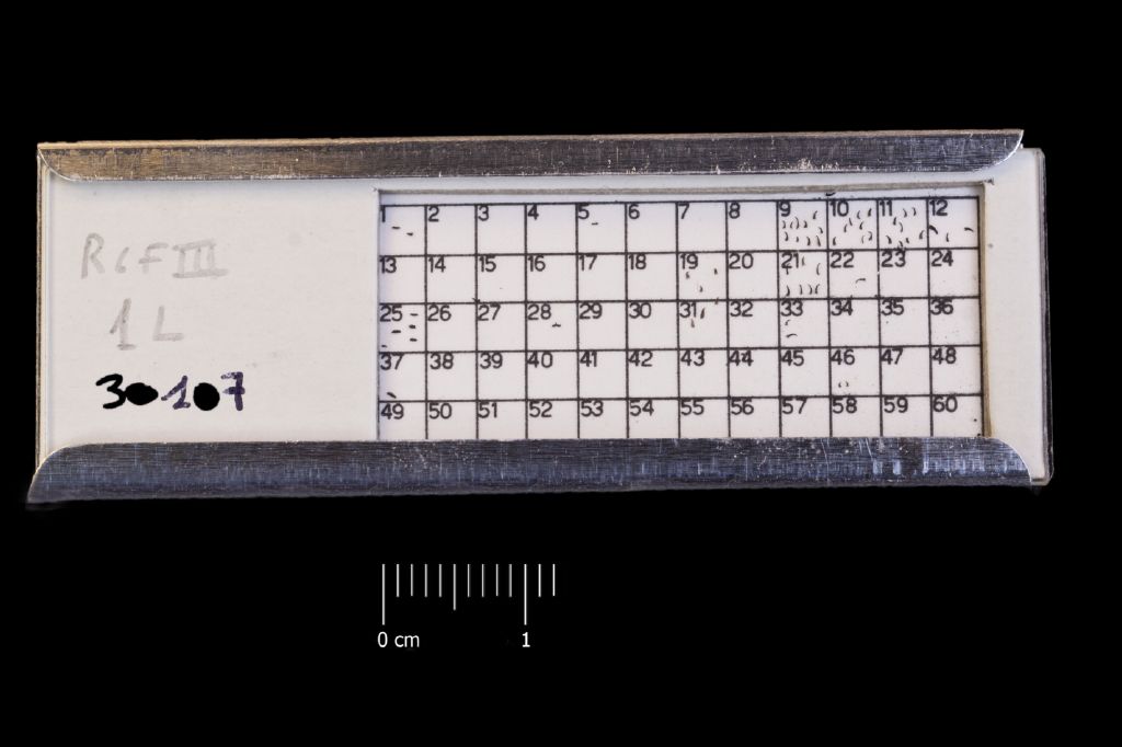 Preparato per microscopio (fossile, associazione fossile)