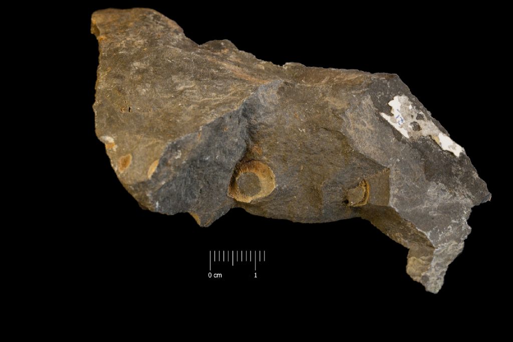 Fossile (invertebrato, associazione fossile)