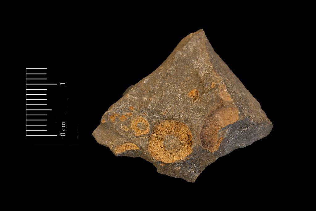 Fossile (invertebrato, serie)