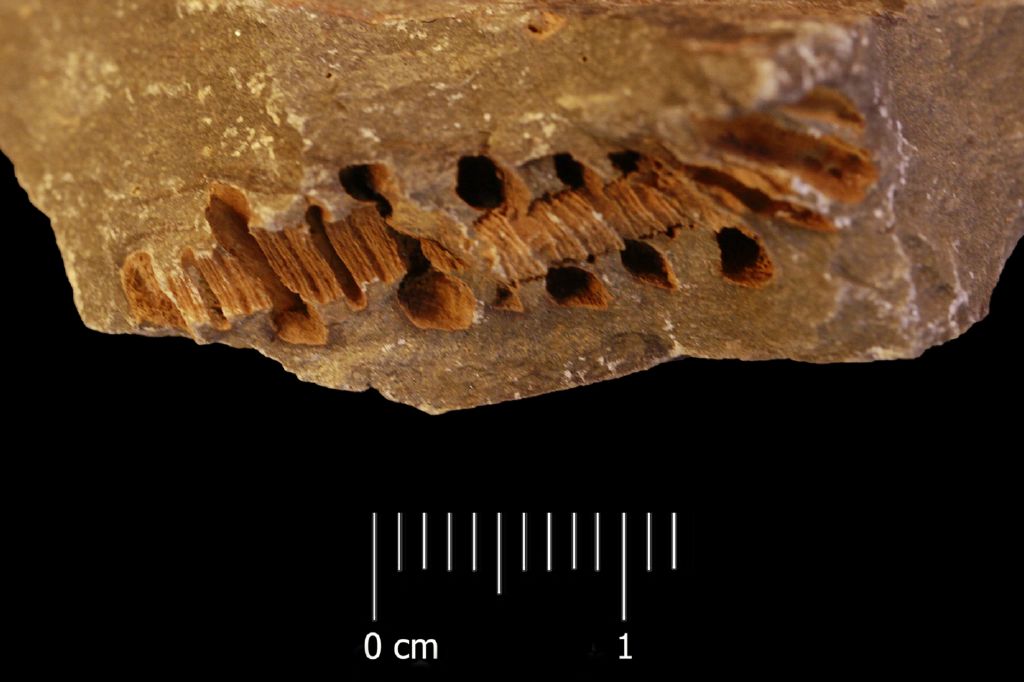 Fossile (invertebrato, serie)