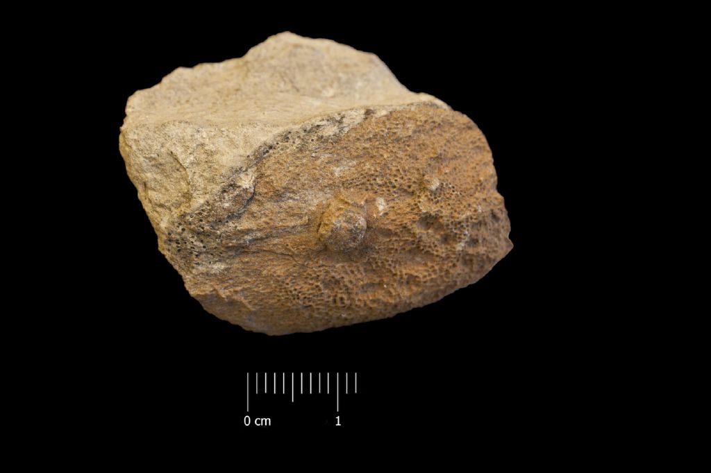 Fossile (invertebrato, esemplare)