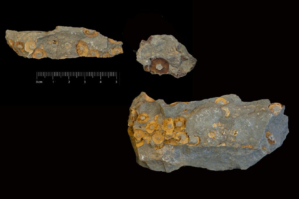 Fossile (invertebrato, insieme)