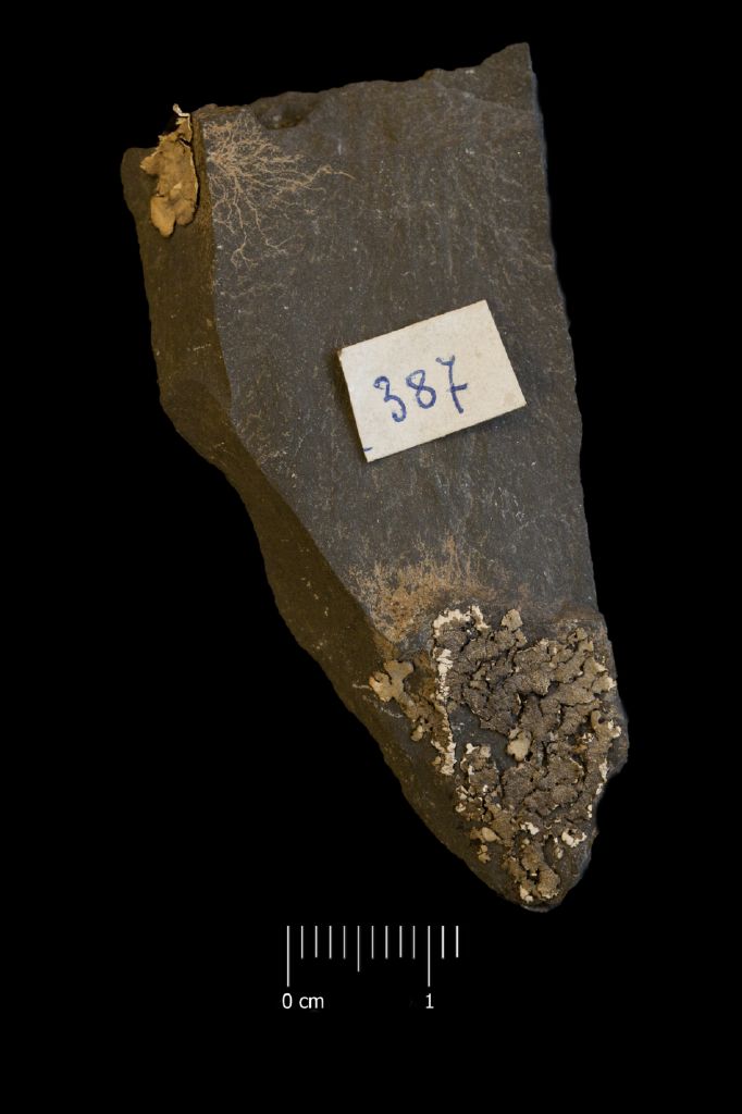 Fossile (invertebrato, esemplare)