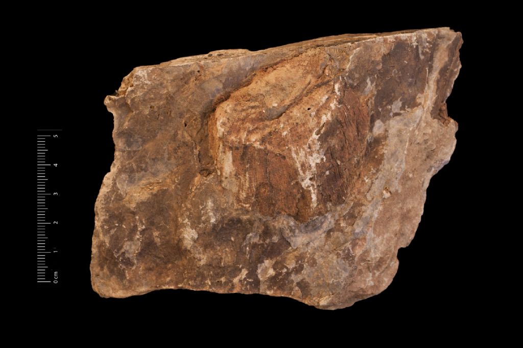 Fossile (invertebrato, esemplare)