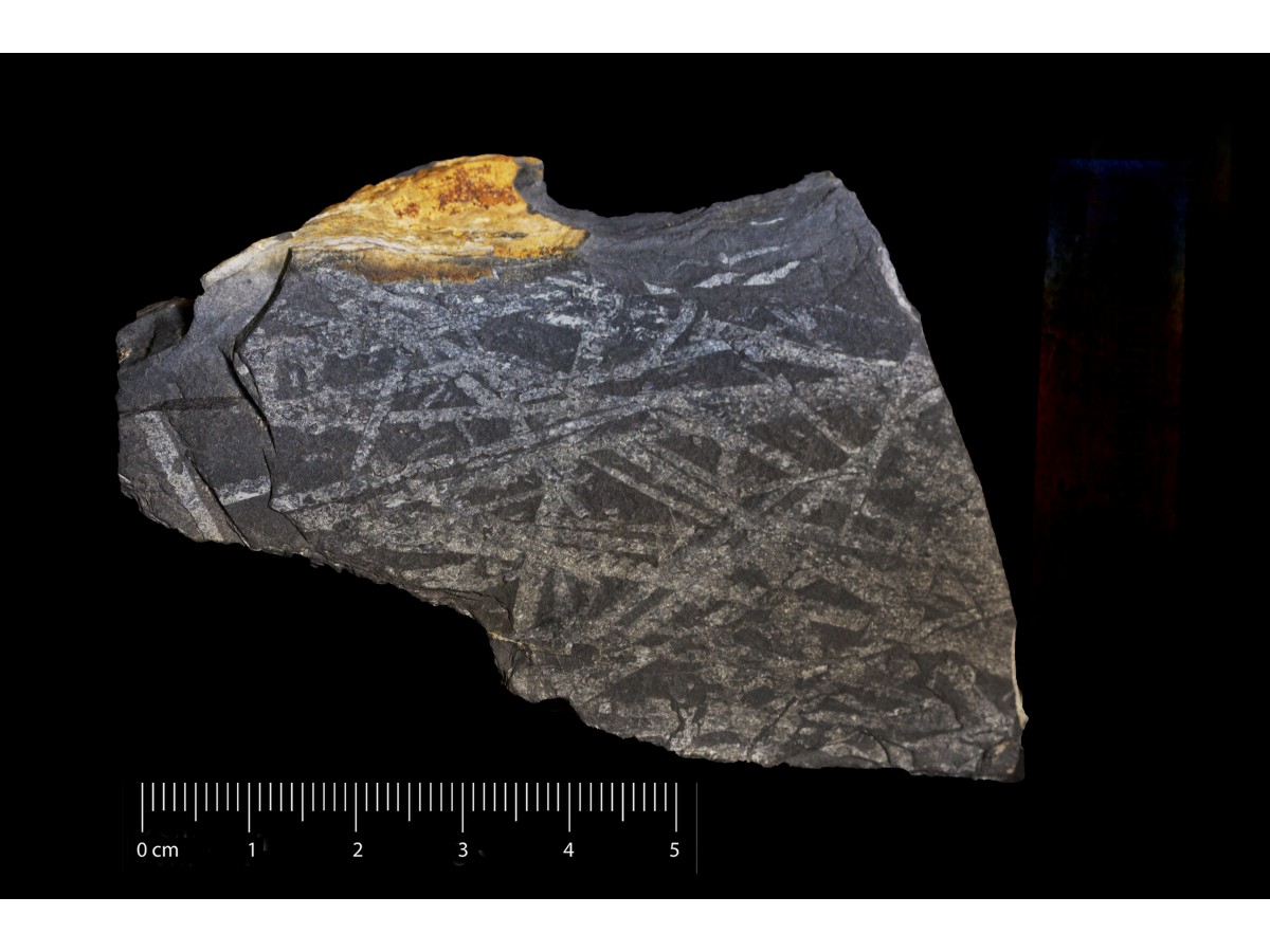 Fossile (invertebrato, associazione fossile)