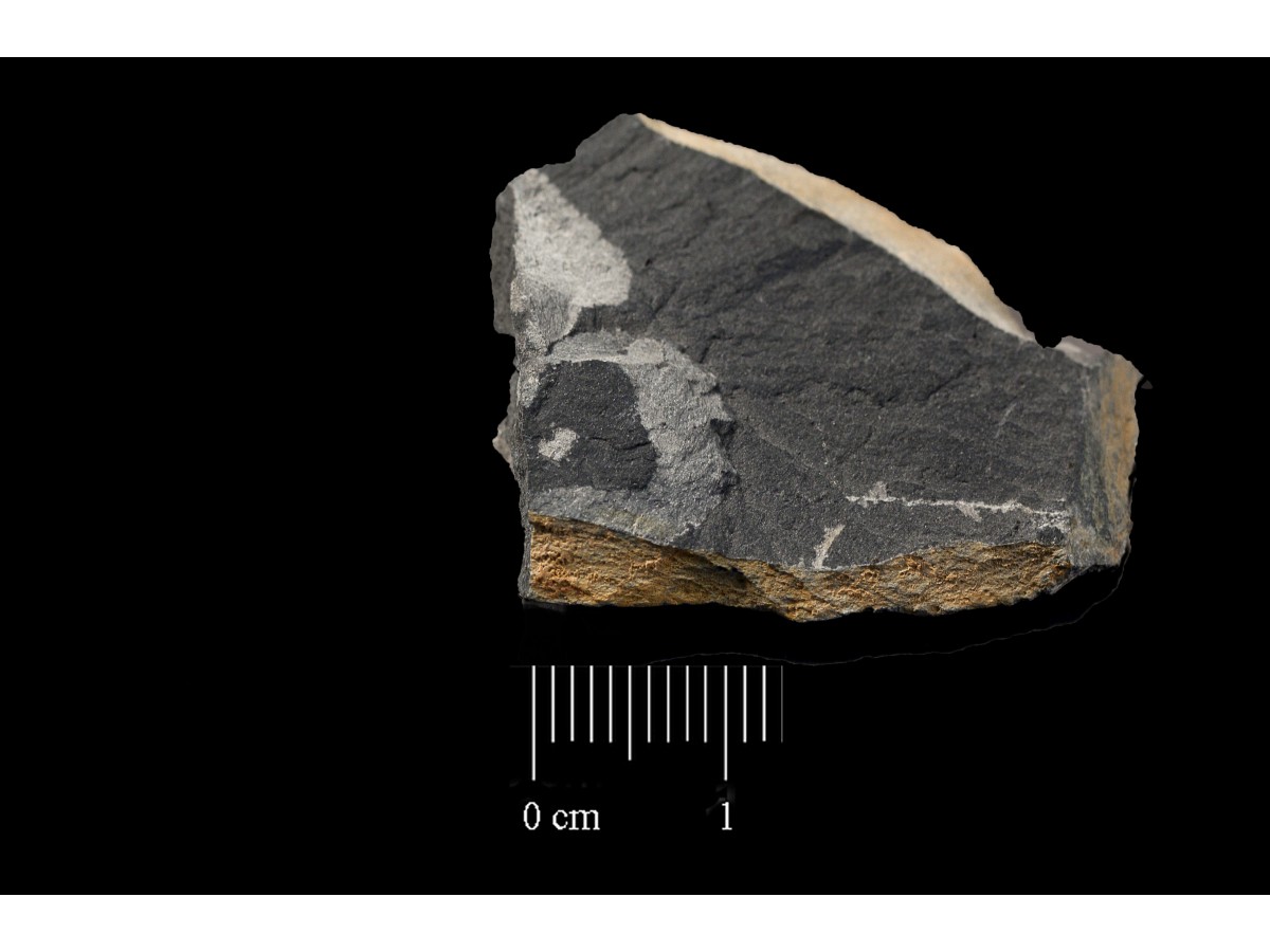 Fossile (invertebrato, associazione fossile)