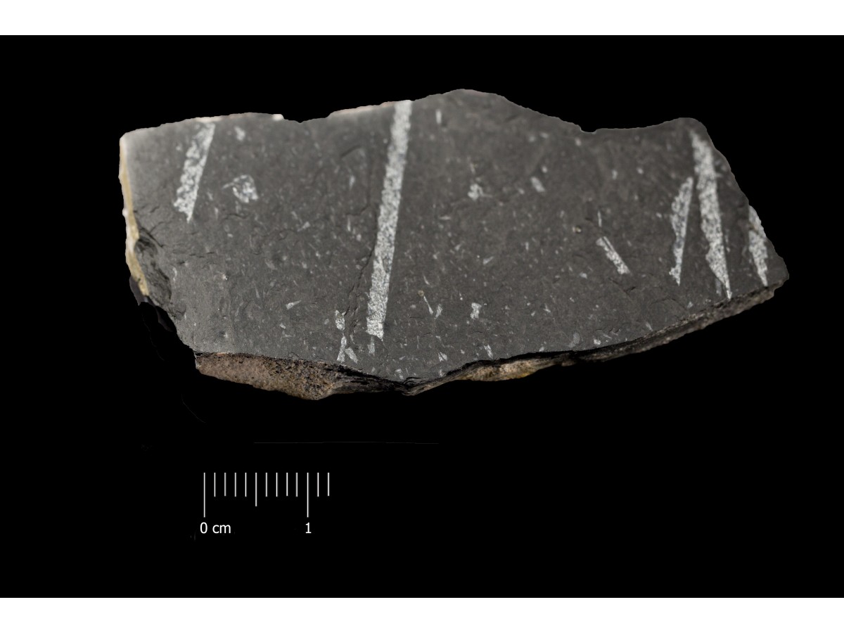 Fossile (invertebrato, associazione fossile)