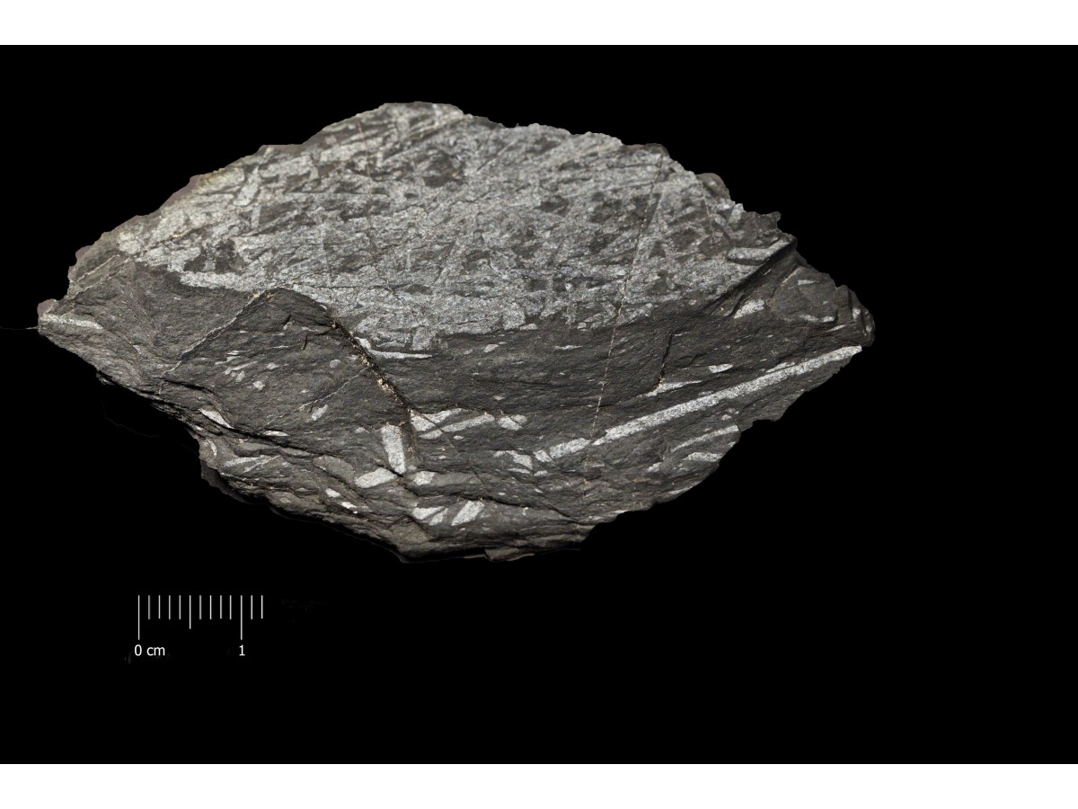 Fossile (invrtebrato, associazione fossile)