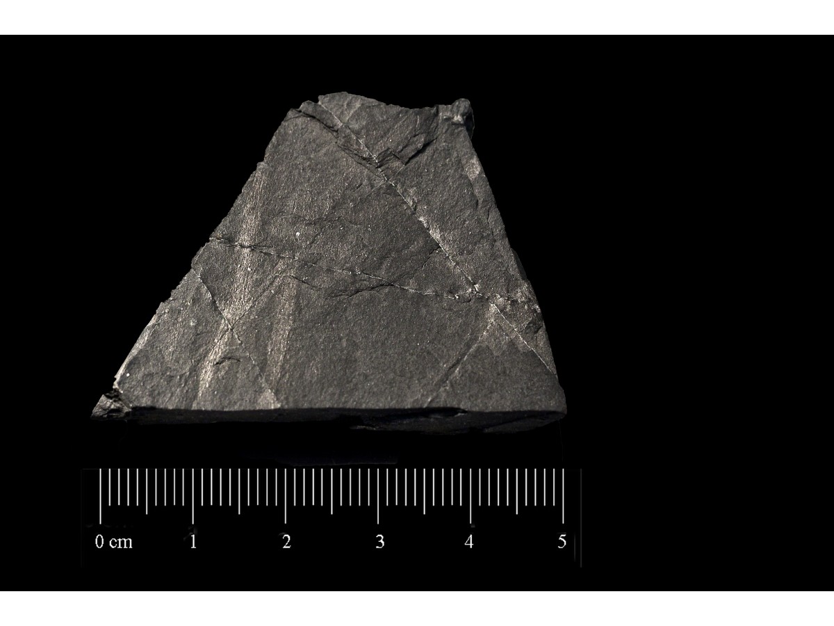 Fossile (invertebrato, associazione fossile)