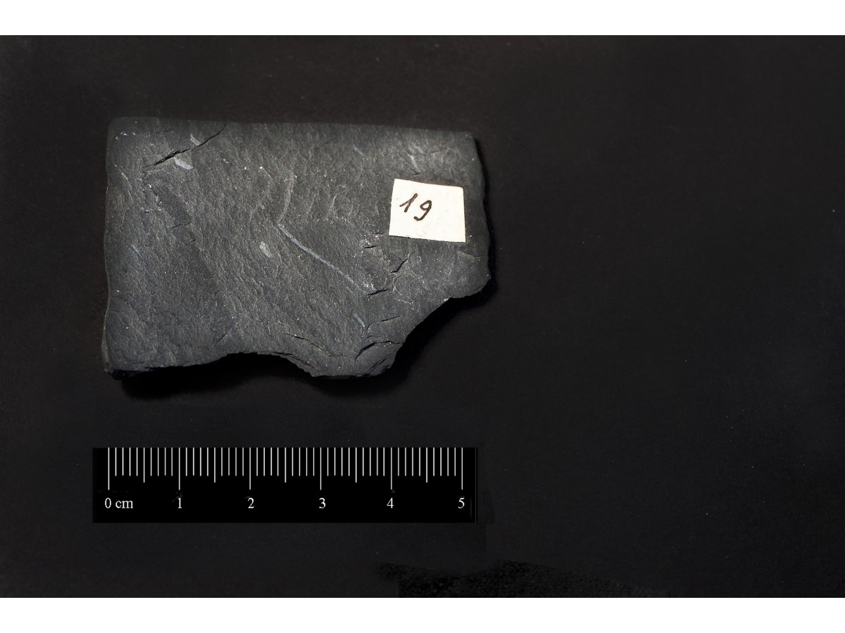 Fossile (invertebrato, associazione fossile)