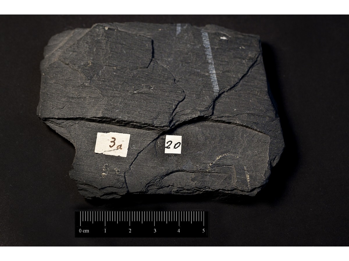Fossile (invertebrato, associazione fossile)