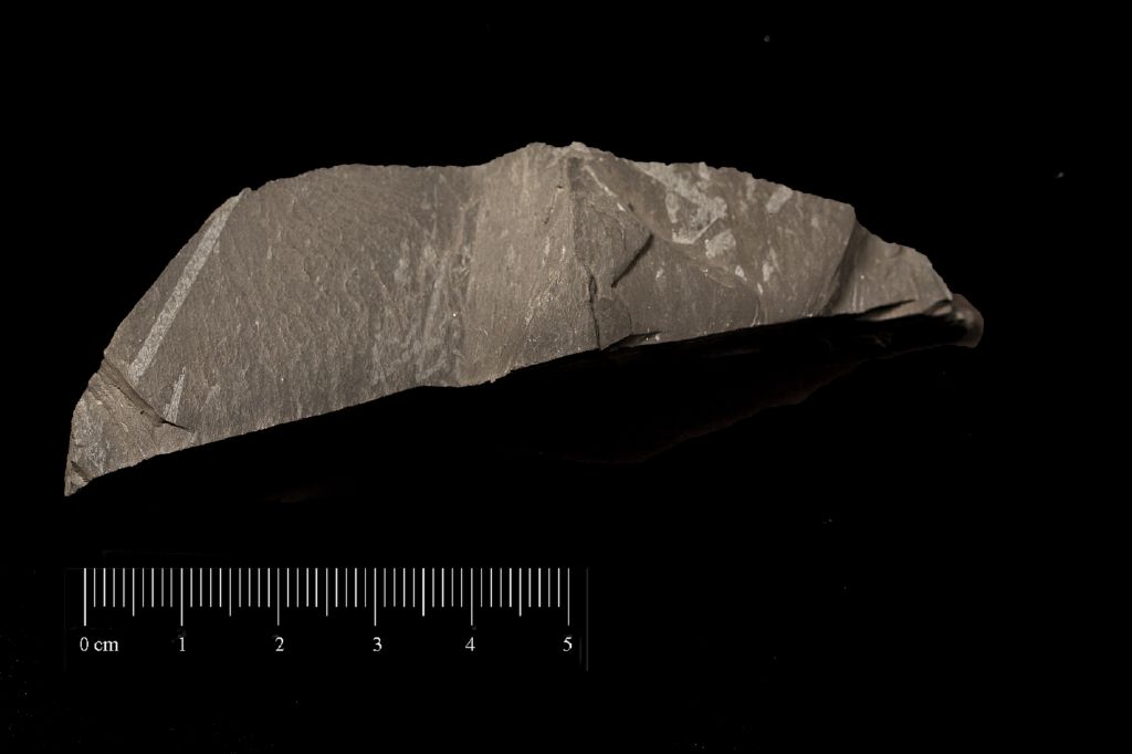 Fossile (invertebrato, associazione fossile)