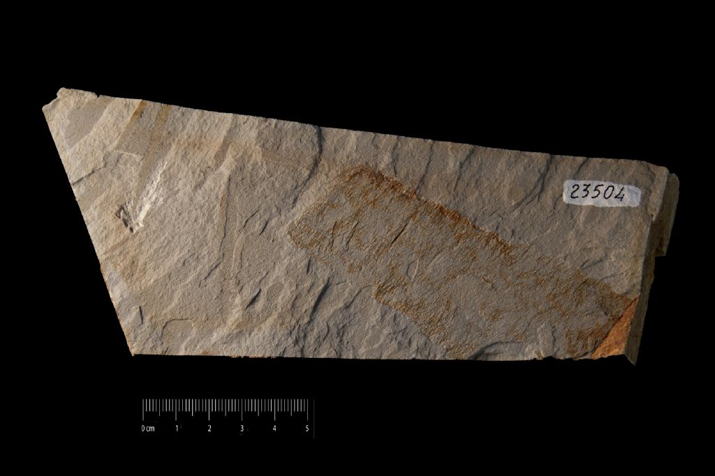 Fossile (invertebrato, associazione fossile)