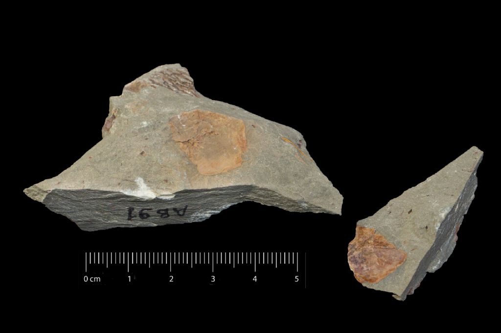 Fossile (invertebrato, esemplare)