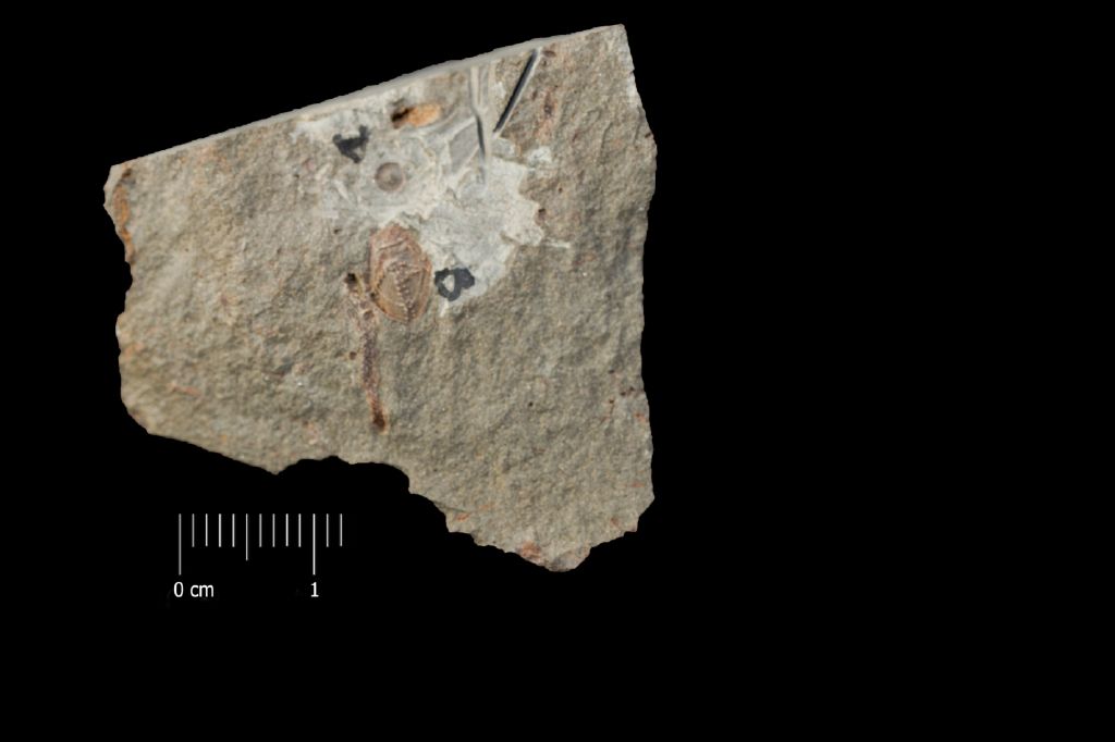 Fossile (invertebrato, esemplare)