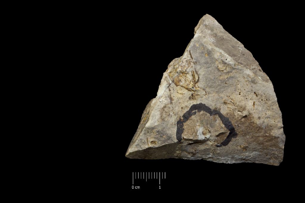 Fossile (invertebrato, esemplare)