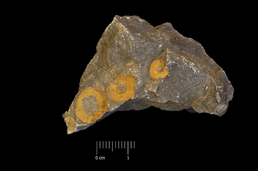 Fossile (invertebrato, collezione)