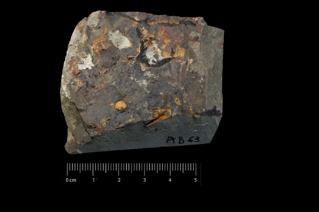 Fossile (invertebrato, esemplare)