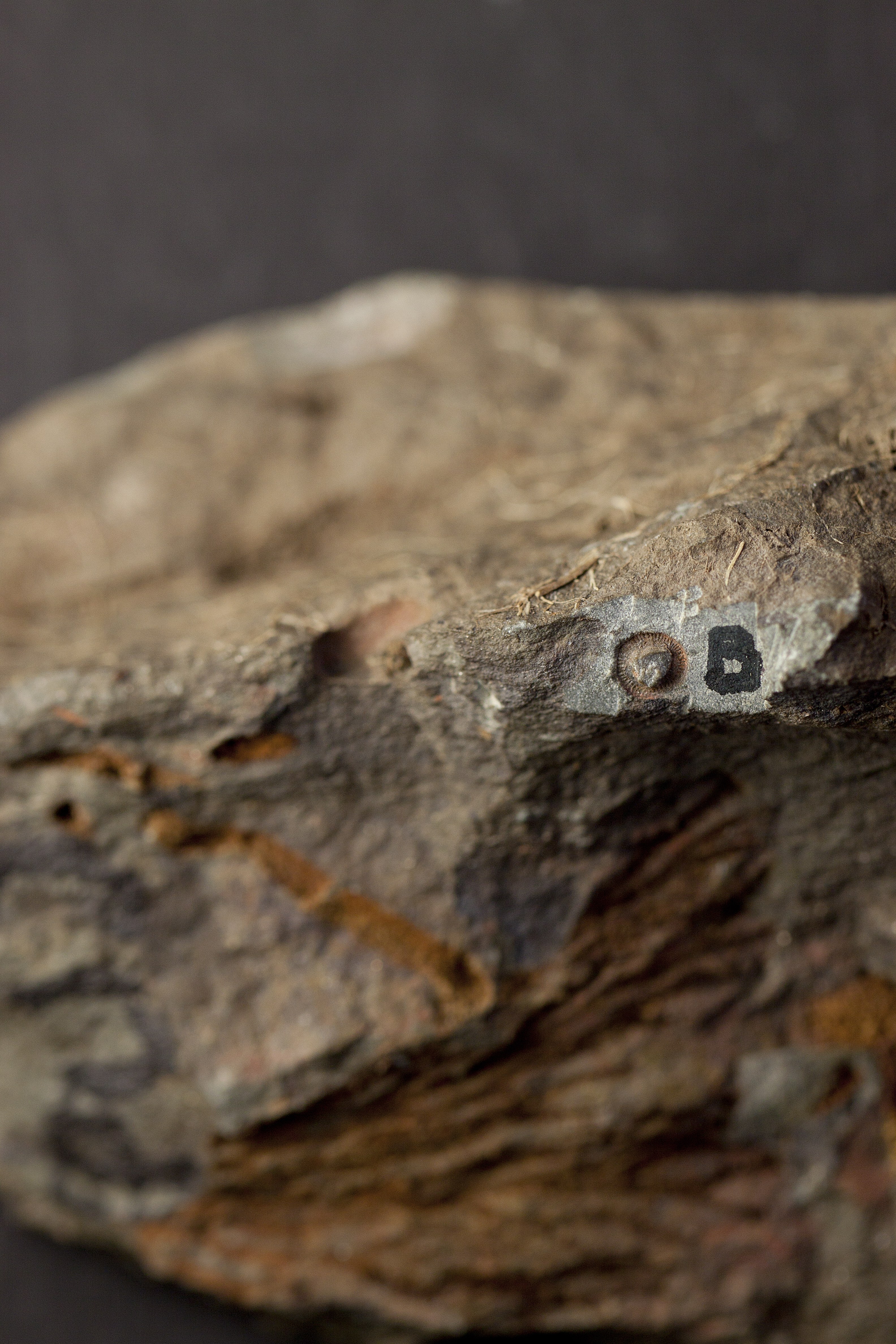 Fossile (invertebrato, esemplare)