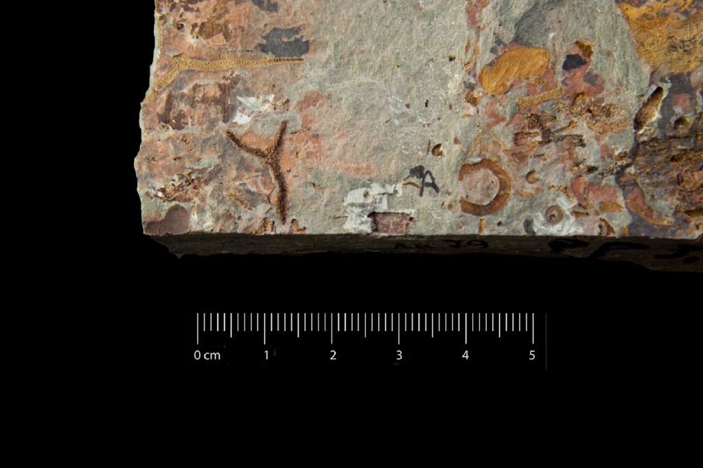 Fossile (invertebrato, esemplare)