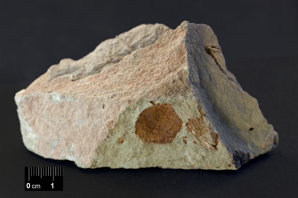 Fossile (invertebrato, esemplare)