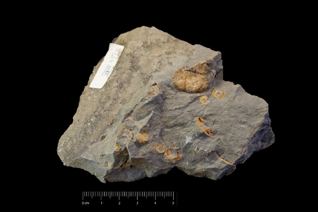 Fossile (invertebrato, associazione fossile)