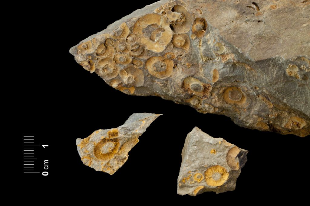 Fossile (invertebrato, esemplare)