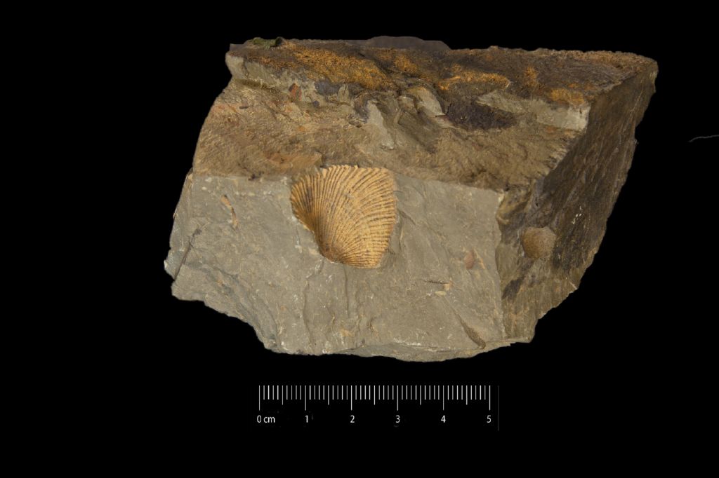 Fossile (invertebrato, associazione fossile)