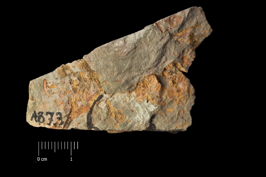 Fossile (invertebrato, esemplare)