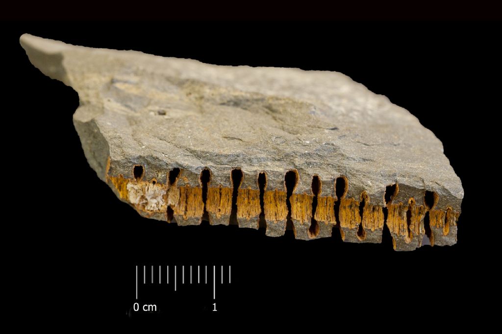Fossile (invertebrato, esemplare)