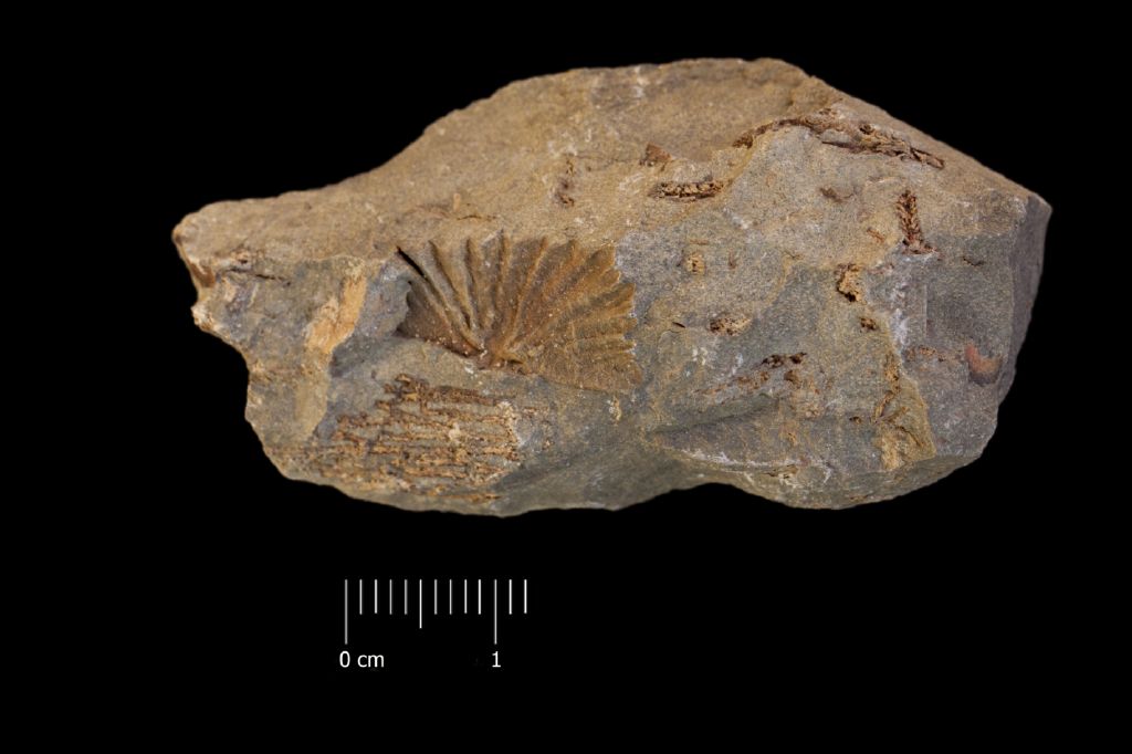 Fossile (invertebrato, associazione fossile)