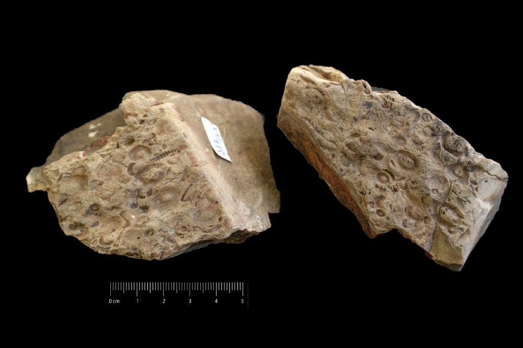 Fossile (invertebrato, esemplare)