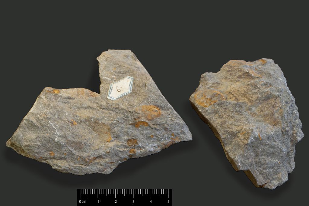 Fossile (invertebrato, associazione fossile)