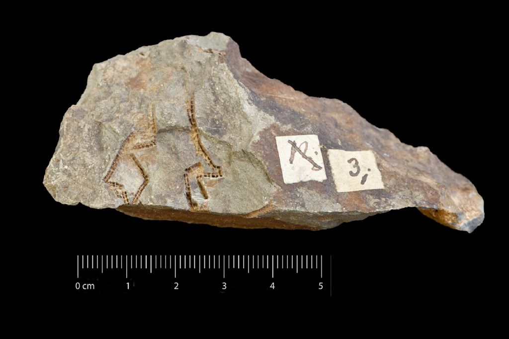 Fossile (invertebrato, associazione fossile)