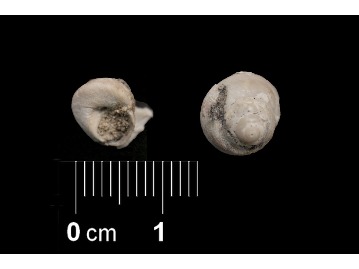 Fossile (invertebrato, esemplare)