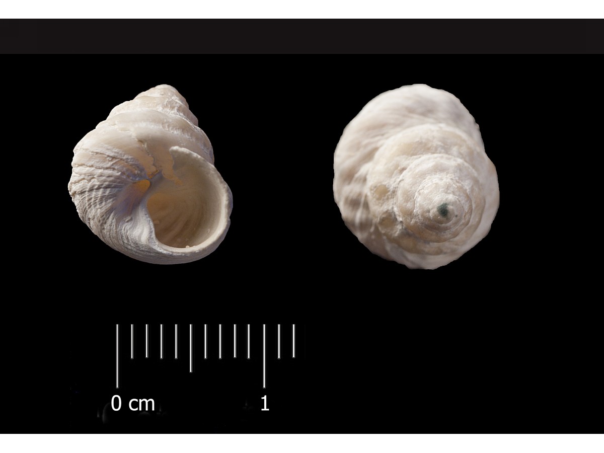 Fossile (invertebrato, esemplare)