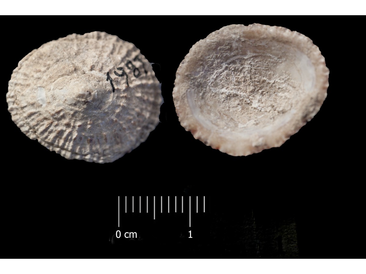 Fossile (invertebrato, esemplare)