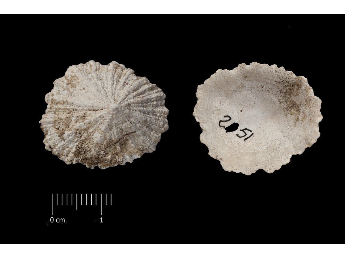 Fossile (invertebrato, esemplare)
