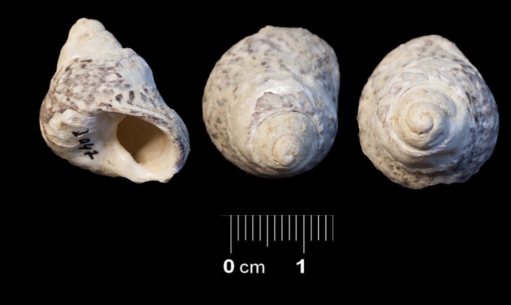 Fossile (invertebrato, esemplare)