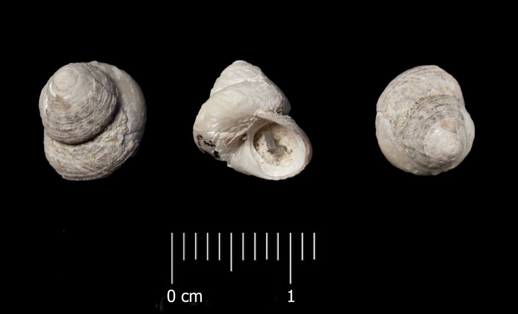 Fossile (invertebrato, esemplare)