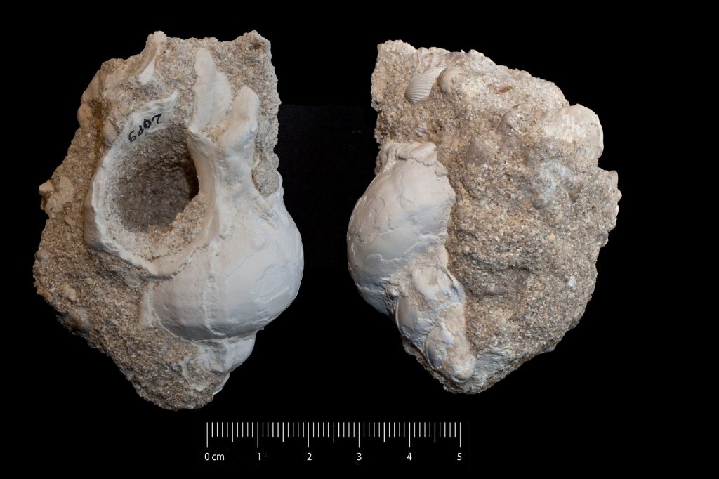 Fossile (invertebrato, esemplare)