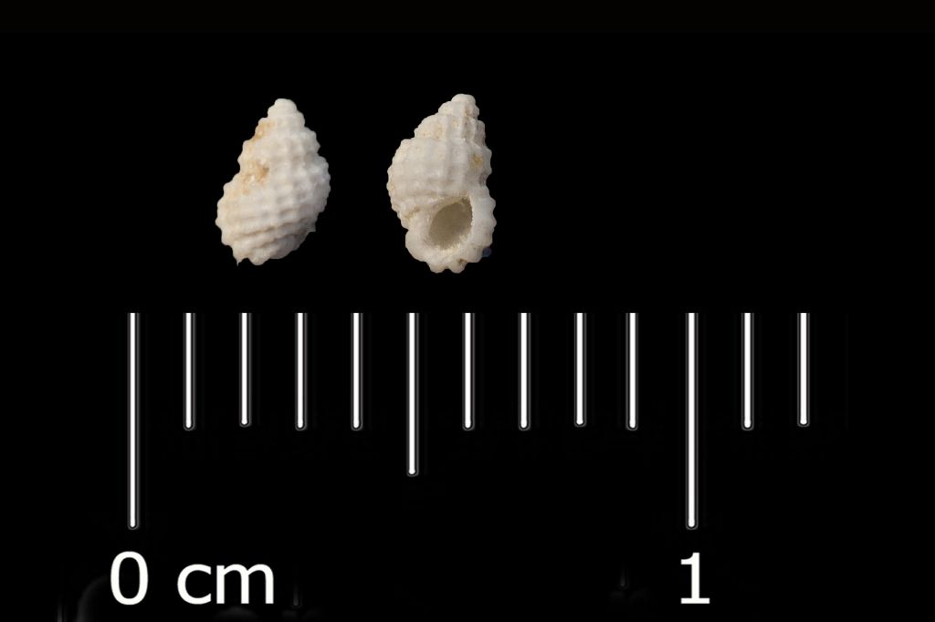 Fossile (invertebrato, esemplare)
