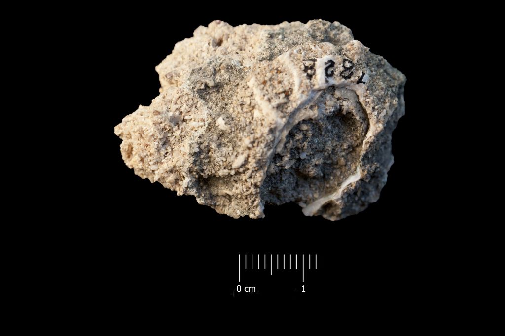 Fossile (invertebrato, esemplare)