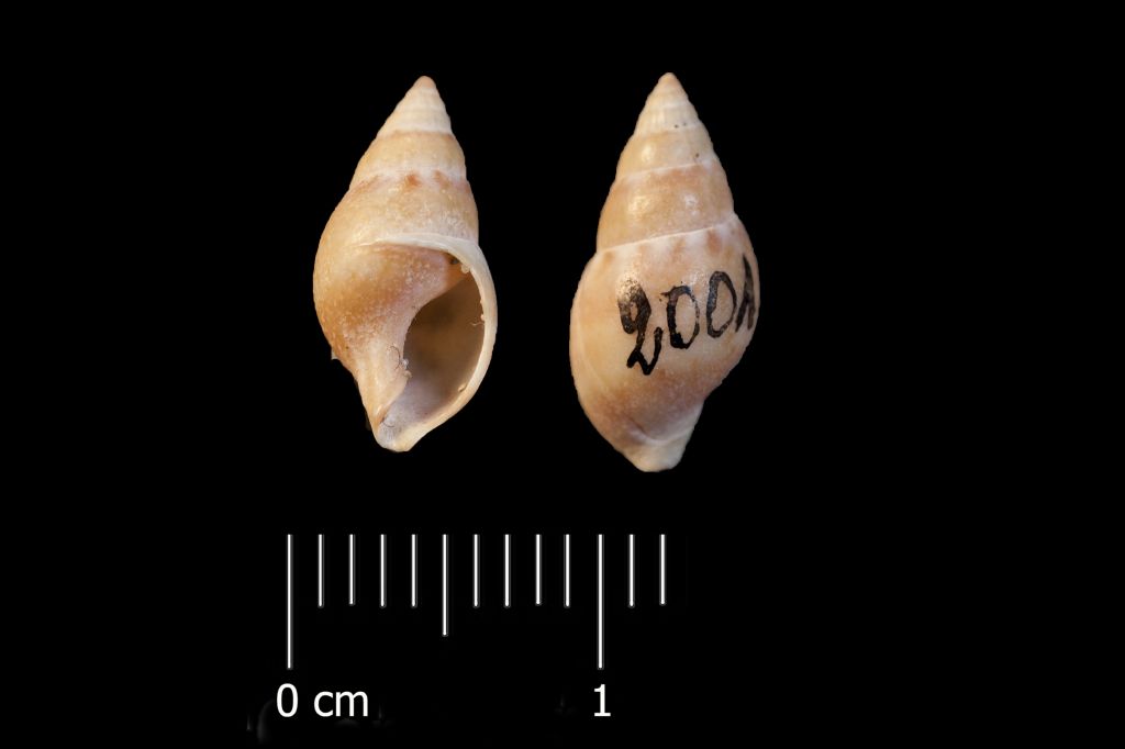 Fossile (invertebrato, esemplare)