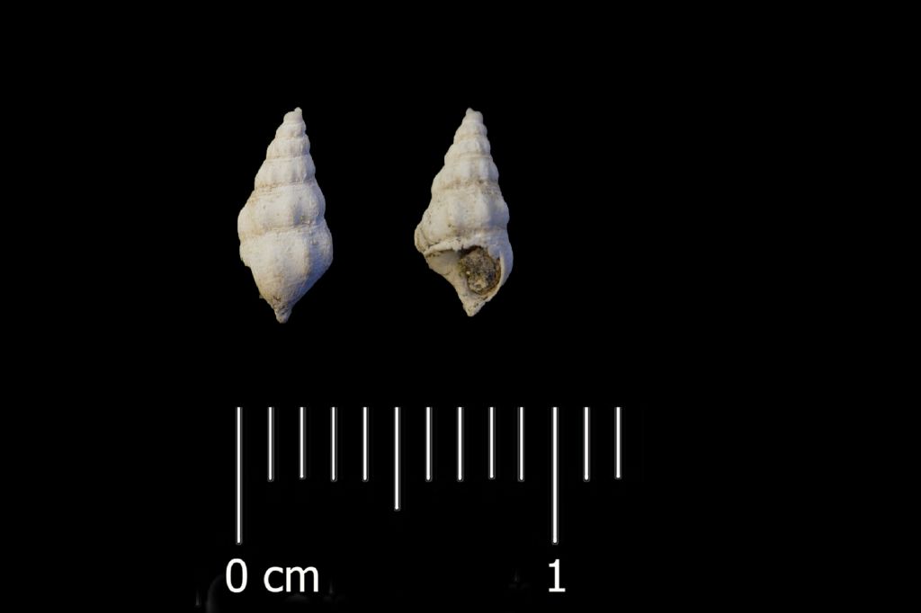 Fossile (invertebrato, esemplare)