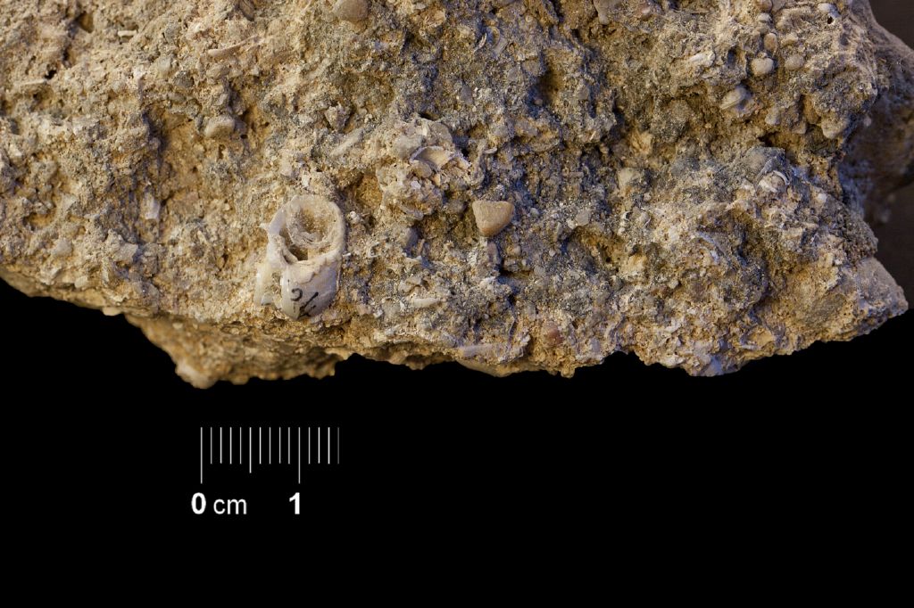 Fossile (invertebrato, esemplare)
