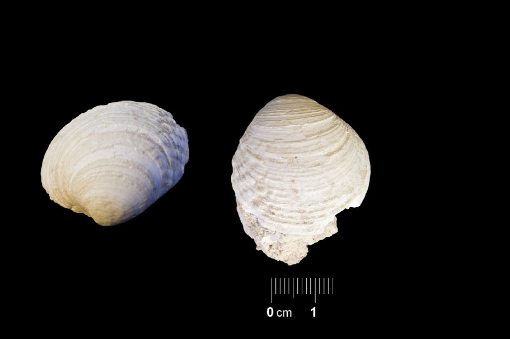 Fossile (invertebrato, esemplare)